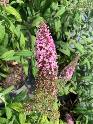 Buddleia Pink Delight