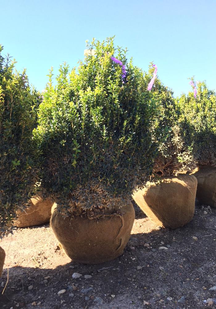 Buxus sempervirens 