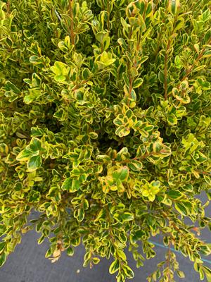 Buxus microphylla Golden Dream (PP16052)