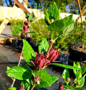 Calycanthus floridus 