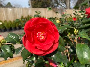 Camellia japonica Rosehill Red