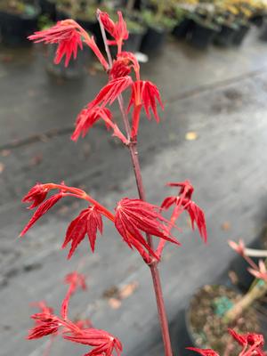 Acer palmatum Beni Komachi