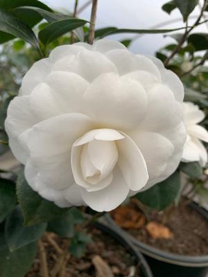 Camellia japonica White By The Gate