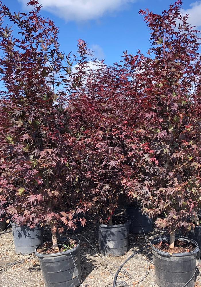 Acer palmatum Bloodgood