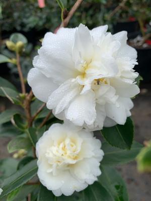 Camellia sasanqua Showa No Sake