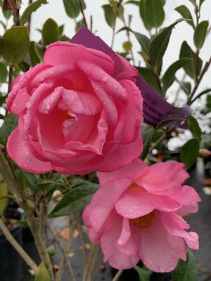 Camellia japonica Taylor's Perfection