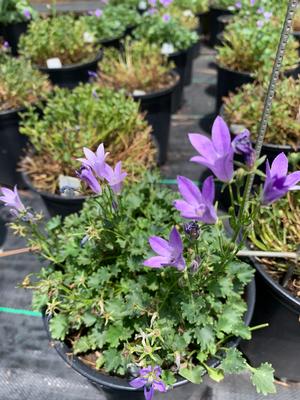 Campanula Birch Hybrid