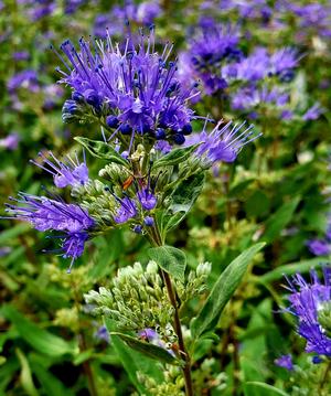 Caryopteris X clandonensis First Choice(pp11958) 