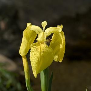 Iris pseudacorus 