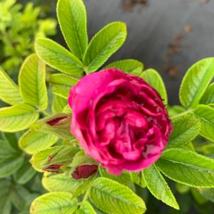 Rosa Rugosa Purple Pavement