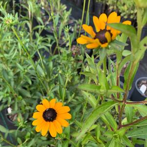 Rudbeckia fulgida 