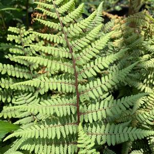 Fern-Athyrium X Ghost