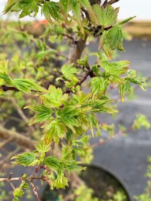 Acer palmatum Coonara Pygmy