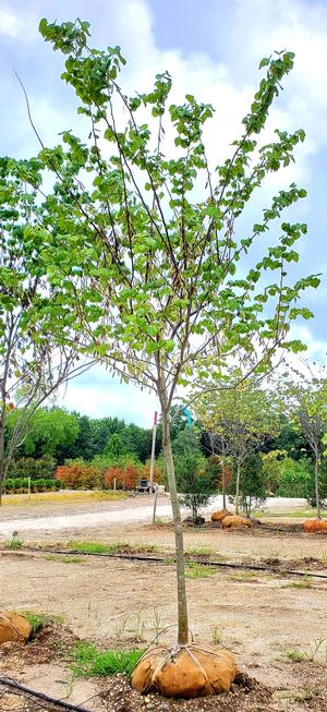 Cercis canadensis Ace of Hearts