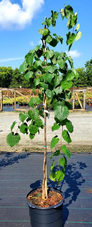 Cercis canadensis Covey-Lavender-Twist