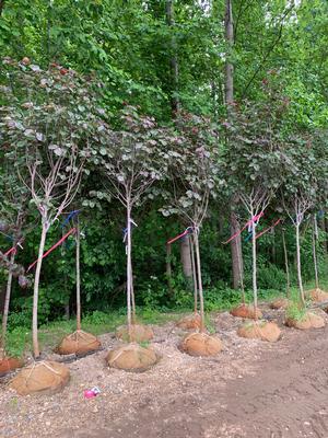 Cercis canadensis Merlot