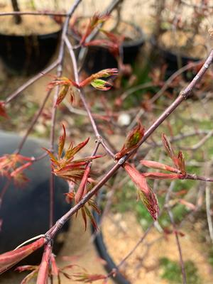 Acer palmatum Orangeola