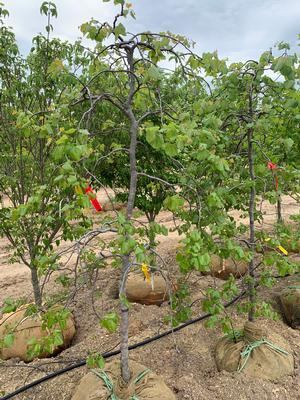 Cercis reniformis Texensis-Traveller