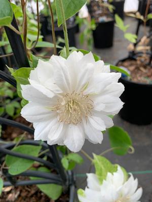 Clematis Dutchess of Edinburgh