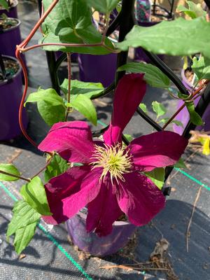 Clematis Niobe