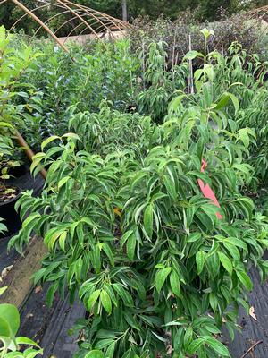 Cornus ANGUSTATA EMPRESS OF CHINA® (PP14537) 