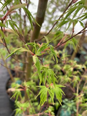 Acer palmatum Seiryu