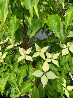 Cornus kousa Greensleeves