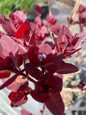 Cotinus coggygria Royal Purple