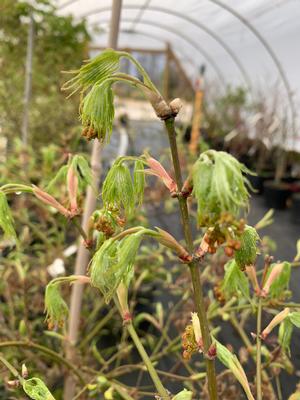 Acer palmatum Viridis