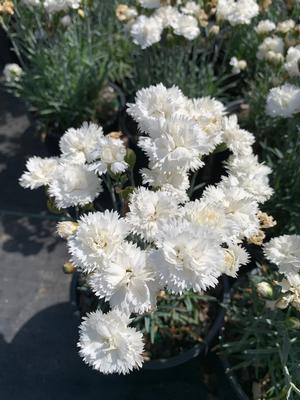 Dianthus gratianopolitanus Early Bird Frosty