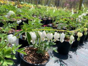 Dicentra spectabilis Alba