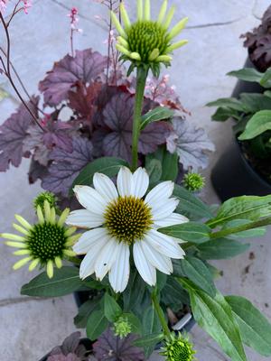 Echinacea Powwow White