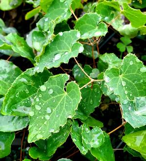 EPIMEDIUM X PERRALCHICUM FROHNLEITEN