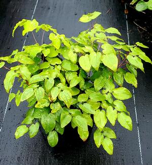 EPIMEDIUM GRANDIFLORUM LILAFEE