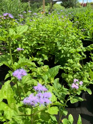 Conoclinium (Eupatorium) Coelestinum 