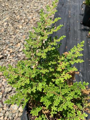 Fern-Selaginella Brauni 