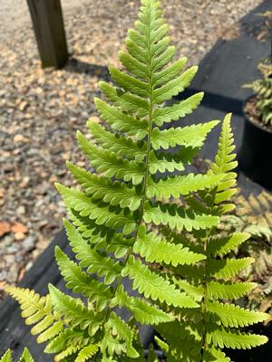 Fern-Dryopteris X Austrlis 