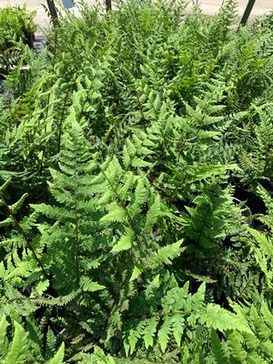 Fern-Athyrium felix-femina 