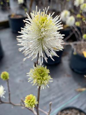 Fothergilla Gardenii Suzanne