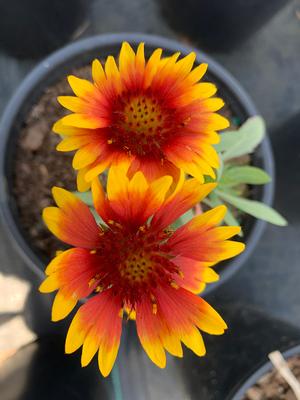 Gaillardia X grandiflora Arizona Sun