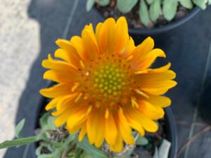 Gaillardia grandiflora Mesa Peach