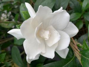 Gardenia jasminoides August Beauty