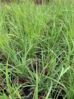 Andropogon gerardii 