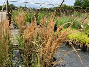 Calamagrostis X acutiflora Overdam