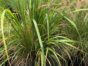 Calamagrostis brachtricha 