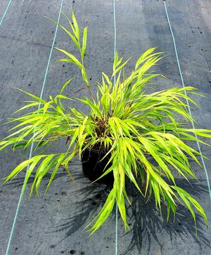 Hakonechloa All Gold