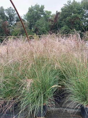 Miscanthus sinensis Little Kitten