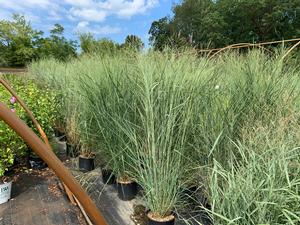 Panicum virgatum Cloud Nine