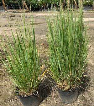 Panicum virgatum Northwind