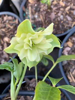 Helleborus Wedding Bells